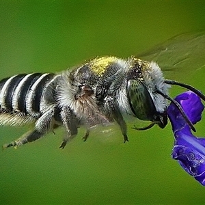 Megachile serricauda at Page, ACT by DonTaylor