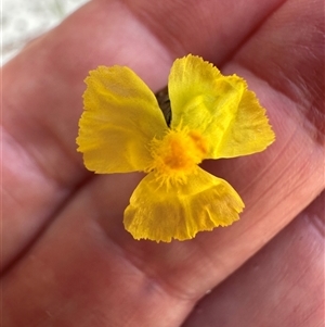 Xyris complanata at Woorim, QLD by lbradley