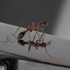 Myrmecia nigriceps (Black-headed bull ant) at Barmera, SA - 27 Oct 2022 by AlisonMilton