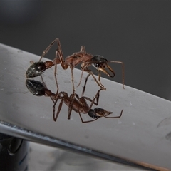 Myrmecia nigriceps at Barmera, SA - 27 Oct 2022 05:21 PM