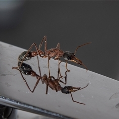 Myrmecia nigriceps at Barmera, SA - 27 Oct 2022 05:21 PM