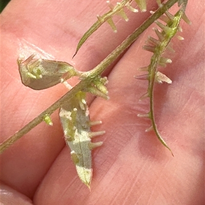 Austromyrtus dulcis at Woorim, QLD - 13 Jan 2025 by lbradley