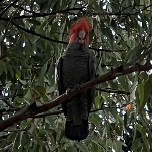 Callocephalon fimbriatum (Gang-gang Cockatoo) at Pialligo, ACT by JimL