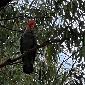 Callocephalon fimbriatum at Pialligo, ACT - 13 Jan 2025