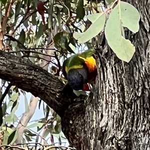 Trichoglossus moluccanus at Pialligo, ACT - 13 Jan 2025