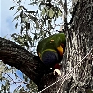 Trichoglossus moluccanus at Pialligo, ACT - 13 Jan 2025