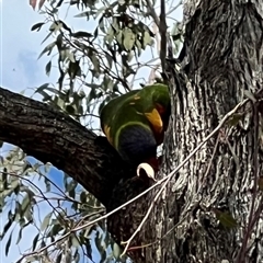 Trichoglossus moluccanus at Pialligo, ACT - 13 Jan 2025