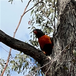 Trichoglossus moluccanus at Pialligo, ACT - 13 Jan 2025