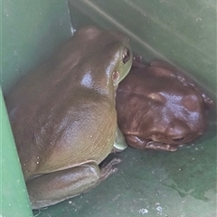 Litoria caerulea (Green Tree Frog) at Mudjimba, QLD - 13 Jan 2025 by AaronClausen