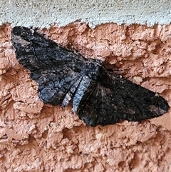 Pholodes sinistraria (Sinister or Frilled Bark Moth) at Curtin, ACT - 13 Jan 2025 by Rjj