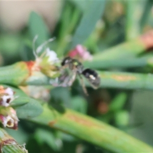 Unidentified Bee (Hymenoptera, Apiformes) at Wodonga, VIC by KylieWaldon