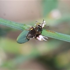 Unidentified Bee (Hymenoptera, Apiformes) at Wodonga, VIC - 3 Jan 2025 by KylieWaldon