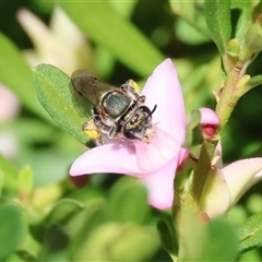 Unidentified Bee (Hymenoptera, Apiformes) at Wodonga, VIC - 2 Jan 2025 by KylieWaldon