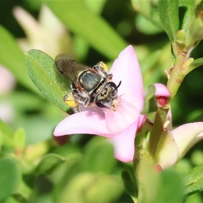 Unidentified Bee (Hymenoptera, Apiformes) at Wodonga, VIC - 2 Jan 2025 by KylieWaldon