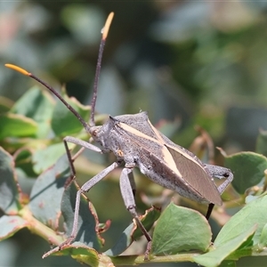 Mictis profana at Wodonga, VIC by KylieWaldon