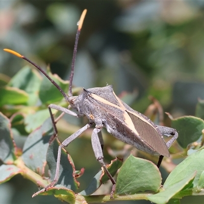 Mictis profana (Crusader Bug) at Wodonga, VIC - 3 Jan 2025 by KylieWaldon