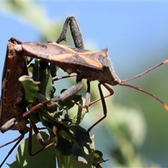 Mictis profana at Wodonga, VIC - 3 Jan 2025 10:27 AM