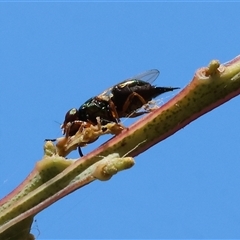 Unidentified True fly (Diptera) at Wodonga, VIC - 2 Jan 2025 by KylieWaldon