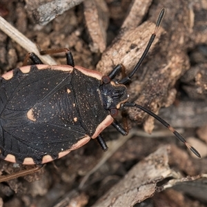 Diemenia rubromarginata (Pink-margined bug) at Melba, ACT by kasiaaus