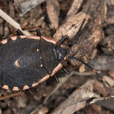 Diemenia rubromarginata (Pink-margined bug) at Melba, ACT - 11 Jan 2025 by kasiaaus