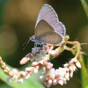 Zizina otis (Common Grass-Blue) at Wodonga, VIC by KylieWaldon