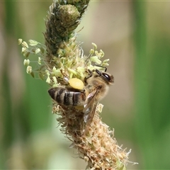 Apis mellifera at Wodonga, VIC - 2 Jan 2025 by KylieWaldon