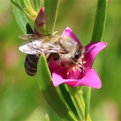 Apis mellifera at Wodonga, VIC - 3 Jan 2025 10:23 AM
