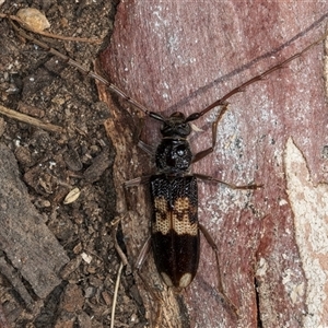 Phoracantha semipunctata at Melba, ACT - 11 Jan 2025 11:01 AM