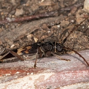 Phoracantha semipunctata at Melba, ACT - 11 Jan 2025 11:01 AM