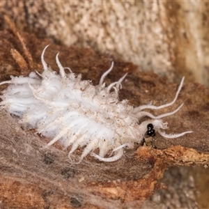 Cryptolaemus montrouzieri (Mealybug ladybird) at Melba, ACT by kasiaaus