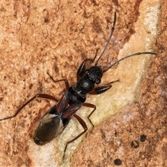 Daerlac cephalotes at Melba, ACT - 11 Jan 2025 by kasiaaus