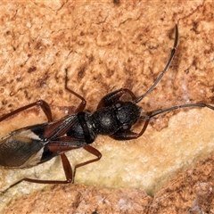 Daerlac cephalotes at Melba, ACT - 11 Jan 2025 11:04 AM