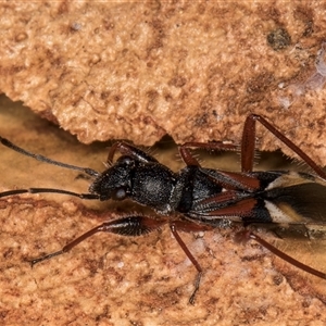 Daerlac cephalotes at Melba, ACT - 11 Jan 2025 11:04 AM