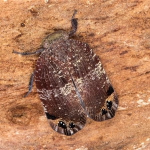 Platybrachys decemmacula (Green-faced gum hopper) at Melba, ACT by kasiaaus