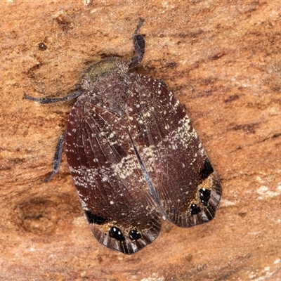 Platybrachys decemmacula (Green-faced gum hopper) at Melba, ACT - 11 Jan 2025 by kasiaaus