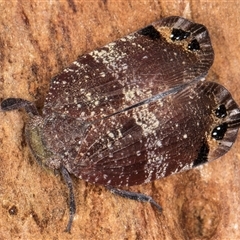 Platybrachys decemmacula at Melba, ACT - 11 Jan 2025 11:04 AM