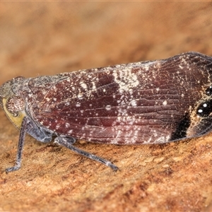 Platybrachys decemmacula at Melba, ACT - 11 Jan 2025 11:04 AM