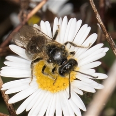 Lasioglossum (Chilalictus) lanarium (Halictid bee) at Melba, ACT - 11 Jan 2025 by kasiaaus