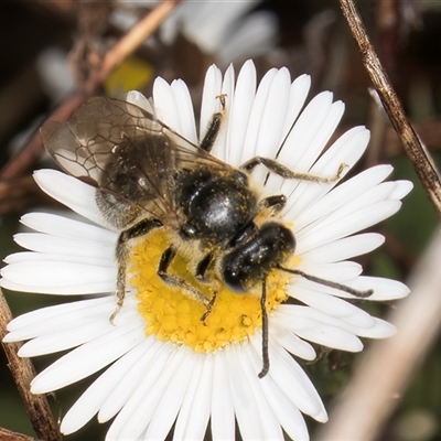 Lasioglossum (Chilalictus) lanarium (Halictid bee) at Melba, ACT - 11 Jan 2025 by kasiaaus