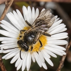 Lasioglossum (Chilalictus) lanarium at Melba, ACT - 11 Jan 2025 11:10 AM