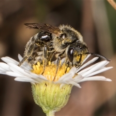 Lasioglossum (Chilalictus) lanarium at Melba, ACT - 11 Jan 2025 11:10 AM