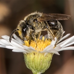 Lasioglossum (Chilalictus) lanarium at Melba, ACT - 11 Jan 2025 11:10 AM