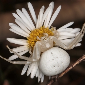 Thomisus spectabilis (Spectacular Crab Spider) at Melba, ACT by kasiaaus