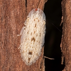 Ledromorpha planirostris (A leafhopper) at Melba, ACT - 11 Jan 2025 by kasiaaus