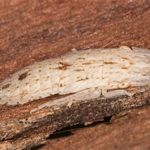 Ledromorpha planirostris at Melba, ACT - 11 Jan 2025 11:16 AM