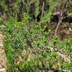 Pomaderris phylicifolia subsp. ericoides (Narrow-leaf Pomaderris) at Cotter River, ACT - 13 Jan 2025 by BethanyDunne