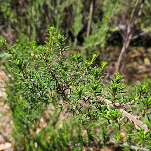 Pomaderris phylicifolia subsp. ericoides (Narrow-leaf Pomaderris) at Cotter River, ACT by BethanyDunne