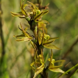 Paraprasophyllum wilkinsoniorum at Tantawangalo, NSW by Csteele4