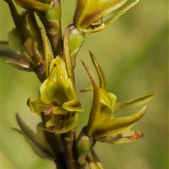 Paraprasophyllum wilkinsoniorum at Tantawangalo, NSW - suppressed