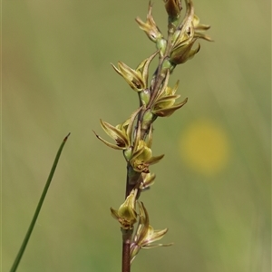 Paraprasophyllum wilkinsoniorum at Tantawangalo, NSW - suppressed